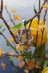 14kt WG Citrine & Diamond Pendant